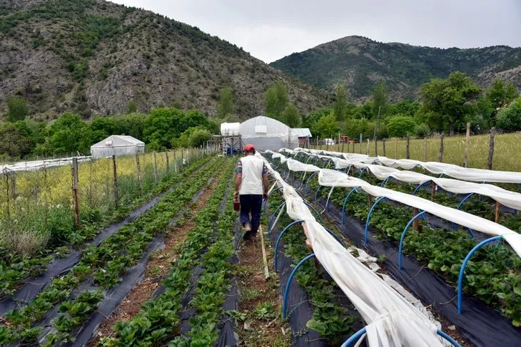 Gümüşhane’de çileklerini türkü dinleterek üreten çiftçi taleplere yetişemiyor