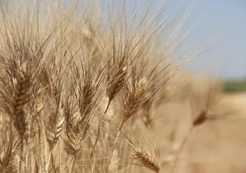 TMO'dan hububat alımı açıklaması