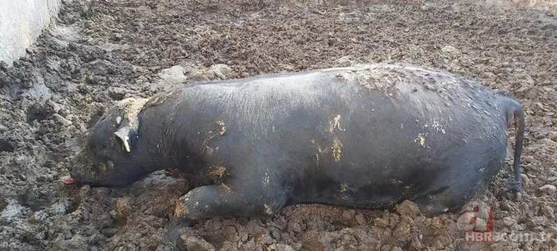 Görüntüler Türkiye'den... Diyarbakır'da 2 metrelik yılanların dansı kamerada 11