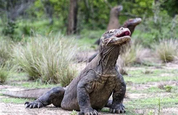 Yaşayan dinozor Komodo Ejderi’nin av anı böyle görüntülendi! Avını gafil avladı
