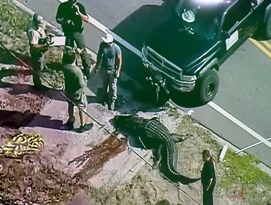 Ağzında cesetle sokaklarda dolaştı! Katil timsah alarmı: Kanlar içinde kaldı 3