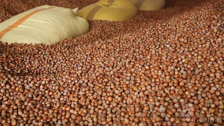 Fındık fiyatları son dakika: 7 Aralık Ordu, Giresun, Samsun, Trabzon güncel fındık alış-satış fiyatları ne kadar? 8