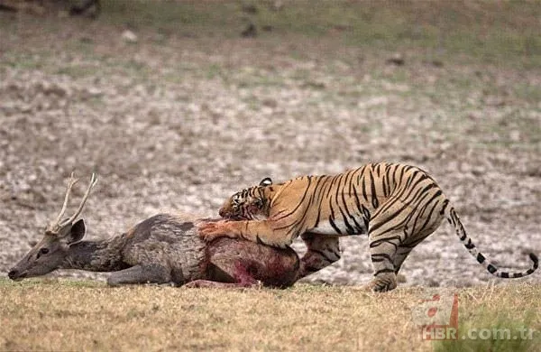 Dağ keçisinin zor anları! Hakkari'deki yoğun kar yağışı onları da olumsuz etkiledi 22