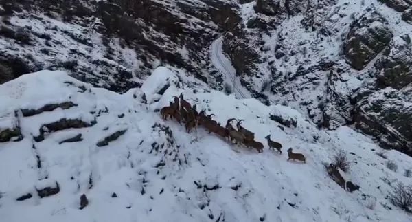 daglari-susleyen-dag-kecileri-engebeli-arazide-drone-ile-goruntulendi-1713012213474.jpg Dağları süsleyen dağ keçileri engebeli arazide drone ile görüntülendi - 1