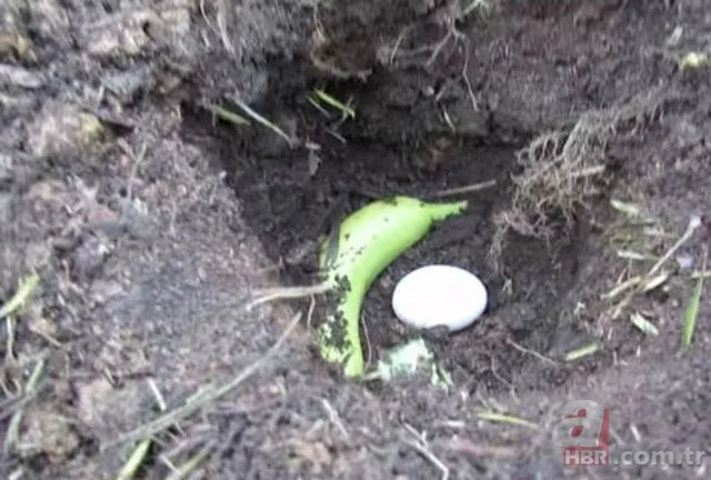 Toprağın içerisine yumurta koyunca bakın ne oluyor? 🥚 5