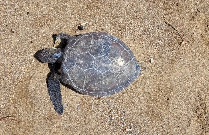 Nesli tehlikede! Yeşil deniz kaplumbağası ölüsü kıyıya vurdu