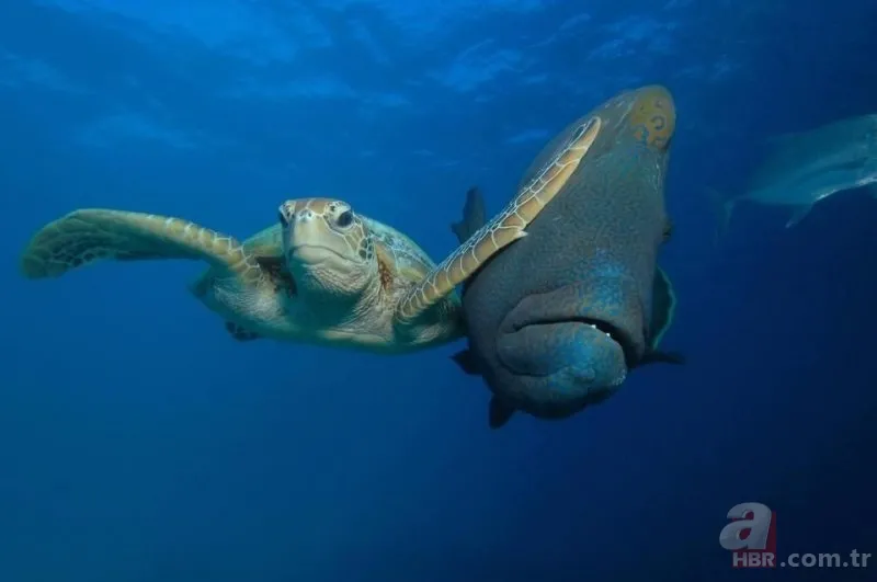 Vahşi yaşamın en komik fotoğrafları 7