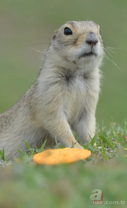 Doğada nadir rastlanan türlerden biri! İşte Anadolu yer sincabının sevimli halleri... 9