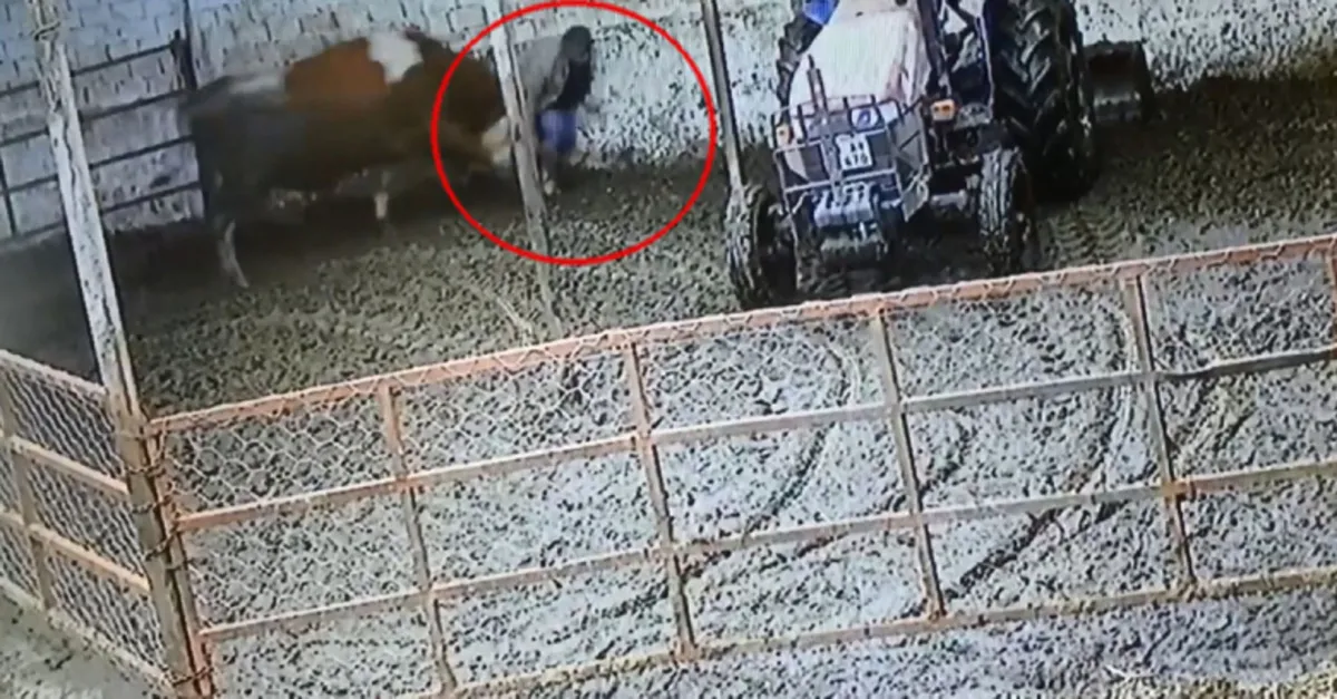 Son dakika: Beslediği boğa dehşeti yaşattı! Böyle saldırdı