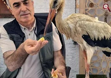 Yangından kaçan yaralı leylek, Anamur’da koruma altına alındı