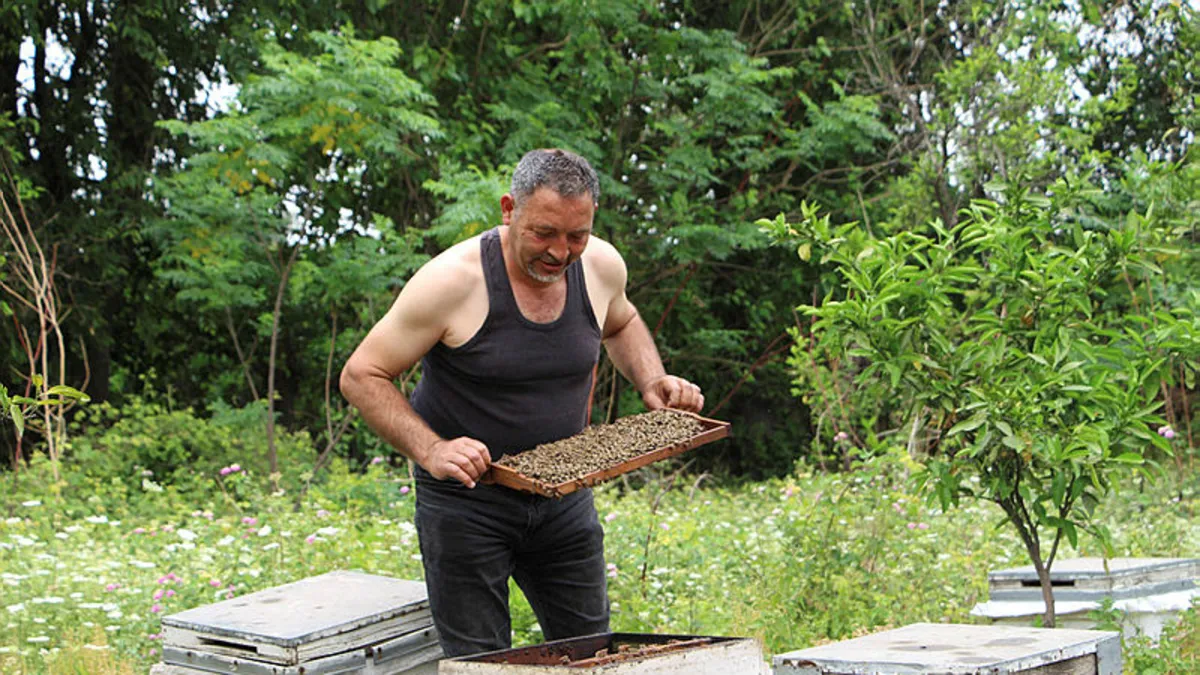 Hatay'da bal üreticisi arılara atlet ile bakım yapıyor: 100 yıllık ırk beni tanıyor