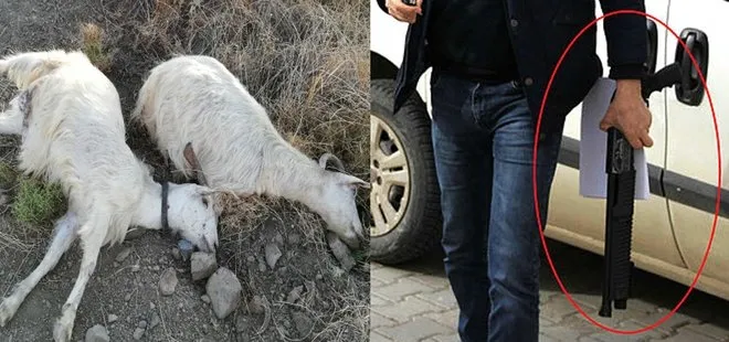 İzmir’de vahşet! Arazisine giren keçileri av tüfeğiyle katletti
