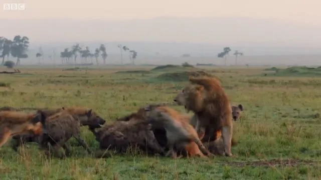 Sırtlanların arasında tek başına kalan aslanın mucize kurtuluşu! Son anda öyle şeyler oldu ki...