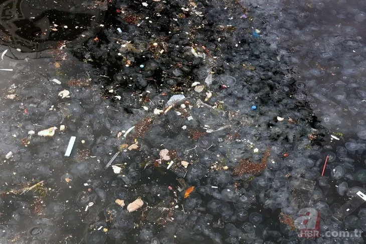 İstanbul Boğazı’nda endişelendiren görüntü! Oltaya denizanası takılıyor