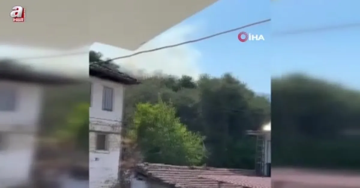 Aydın'da orman yangını
