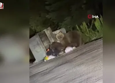Aç kalan ayılar çöplere dadandı