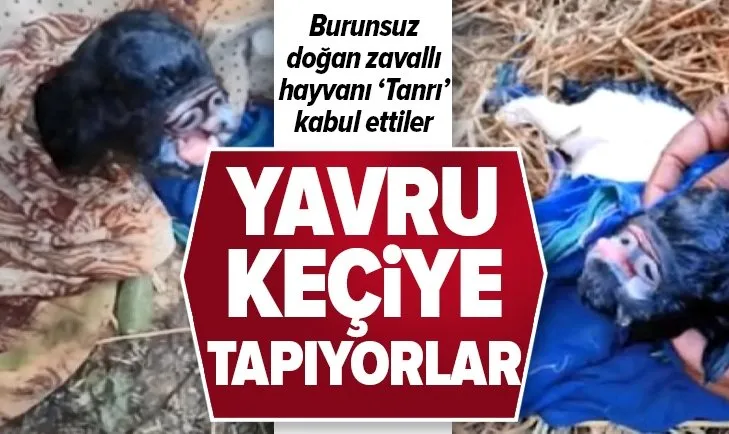 Hindistan'da burunsuz doğan keçiye tapıyorlar!