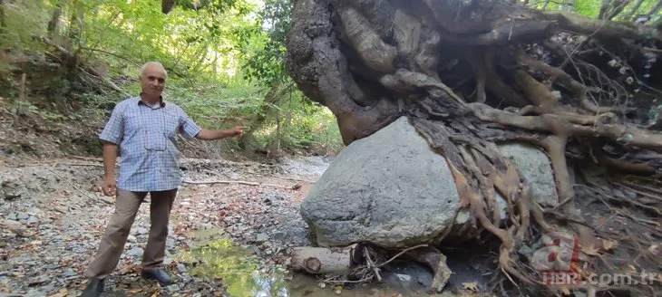 Sel suları çekilince fark edildi! 300 yıllık ağacın köklerinde saklı: Tam 2 ton ağırlığında