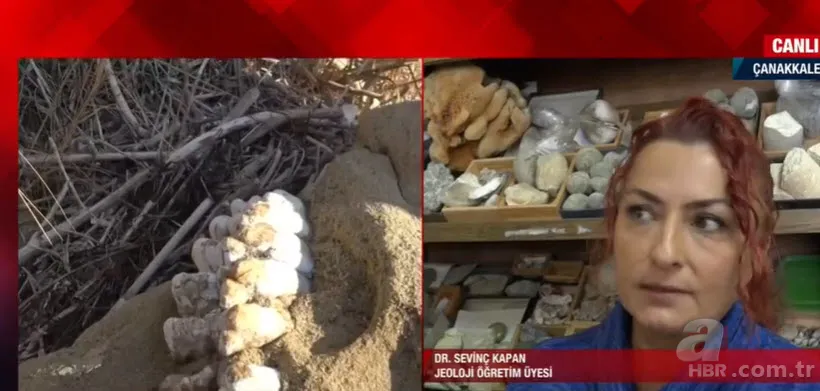 Son dakika: Çanakkale'de 9 milyon yıllık mamut fosilleri bulundu! Fosillerin yaşı nasıl tespit edildi? Jeoloji öğretim üyesi Dr. Sevinç Kapan A Haber'e anlattı 4