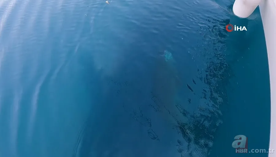 Levrek yakaladığını zannetti! Oltasına takılan balığı görünce gözlerine inanamadı 6