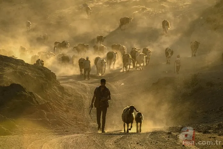 Her gün 20 kilometre yürüyorlar! Bitlis’li besicilerin zorlu mesaisi