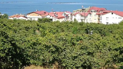 Fındıkta ‘erken hasat yapılmaması’ uyarısı