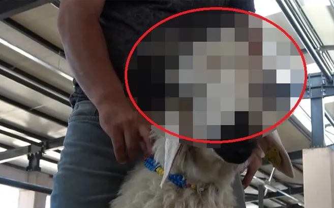 Kurban pazarında hayrete düşüren koç! Gören dönüp bir daha baktı! Kimse yanaşmıyor