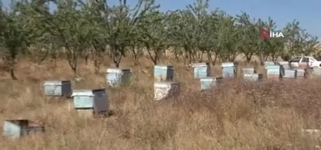 Bozok Yaylası’nda bal hasadı başladı