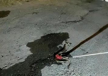 Oluklu kertenkele paniğe neden oldu!