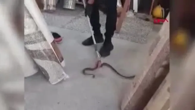 İş yerindeki 1,5 metre uzunluğundaki yılan!