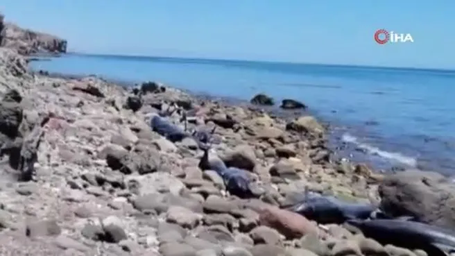 Meksika'daki Califin Plajı’nda en az 30 yunus karaya vurdu
