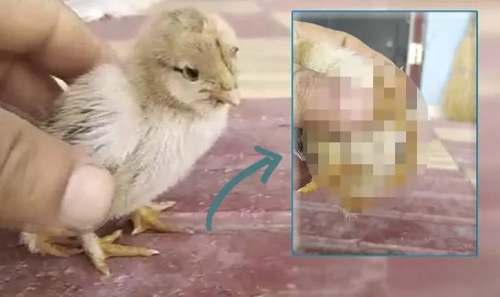Görenler hayrete düşüyor! Tavuğun yumurtasından çıkan civciv şaşırttı… Bakın nasıl dünyaya geldi