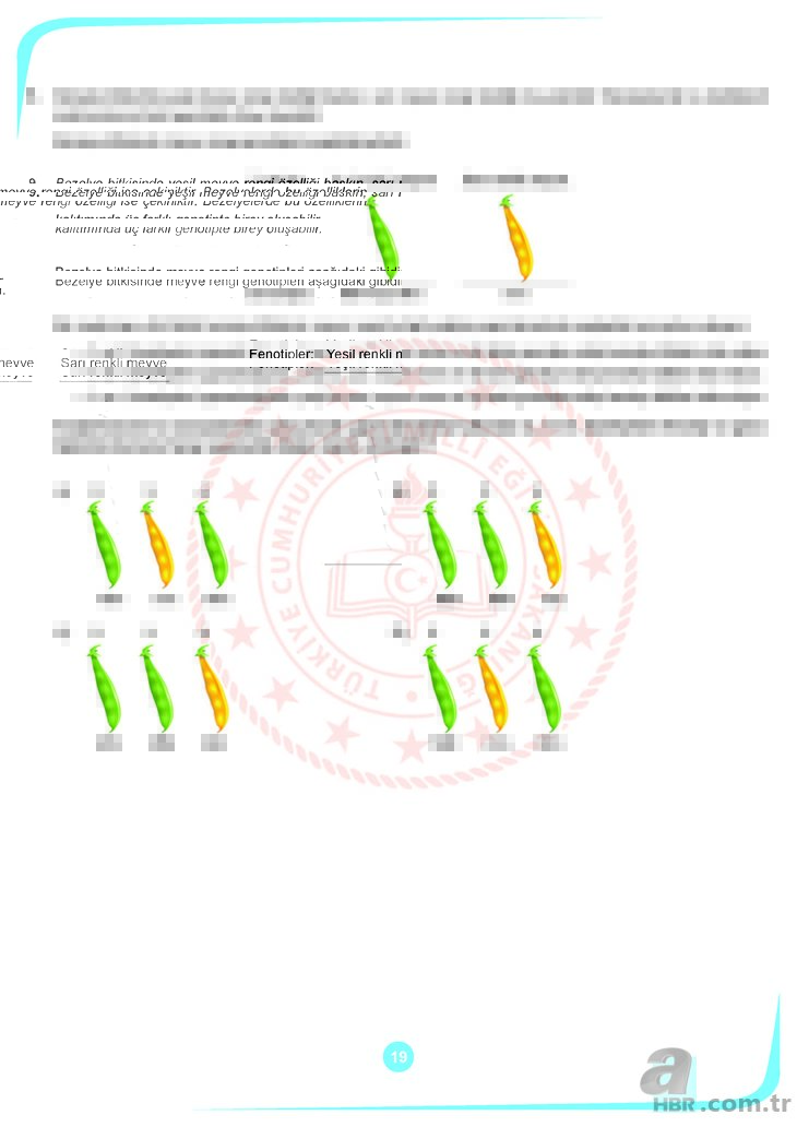 2019 Ekim LGS örnek sorular - LGS sayısal ve sözel örnek soru kitapçığı… İşte sorular ve cevap anahtarı!