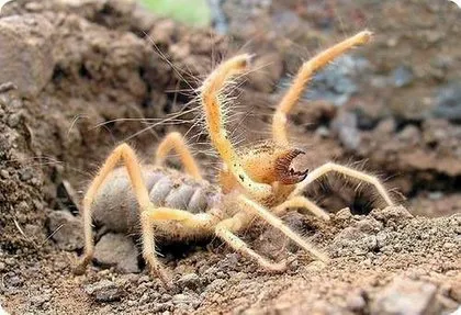 Havalar ısınınca o ilimizde ortaya çıktı! Zehirli et yiyen örümcek… 🕷