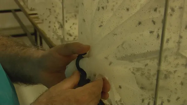 CHP’li İBB sivrisinekle mücadeleyi de beceremedi! İstanbul Üniversitesi profesöründen İBB’ye tepki