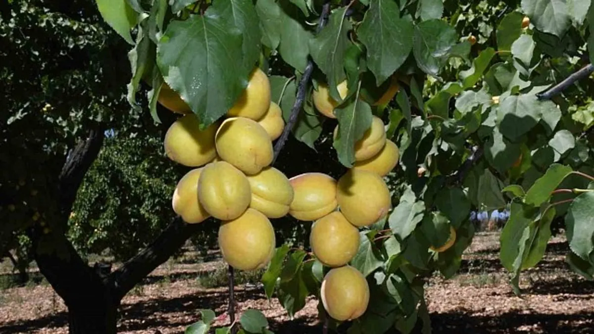 Malatya'da kent protokolü kayısı hasadına katıldı