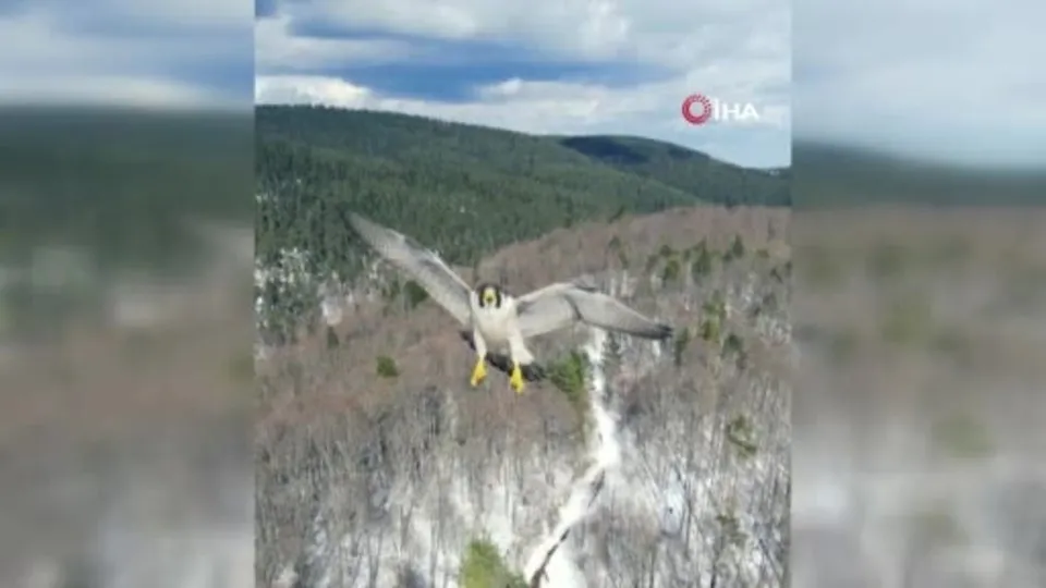 Karabük’te ilginç olay! Drone şahinin saldırısına uğradı