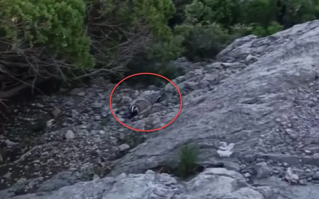 Görüntülenirken aniden kükreyip saldırıya geçti! DKMP videoyu paylaştı: Kaç kaç kaç!