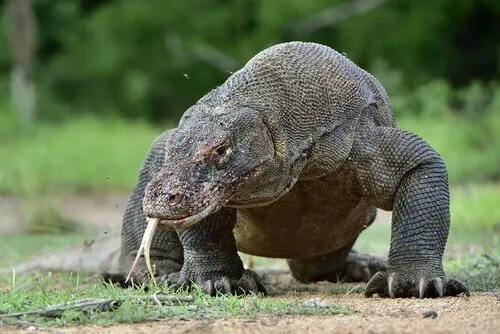 Komodo ejderinin dağ keçisi avı böyle görüntülendi!