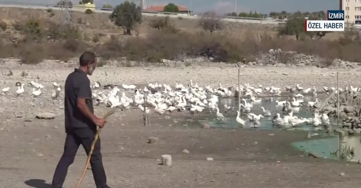 Soğuk iklimlerin dayanıklı kanatlısı "kaz"