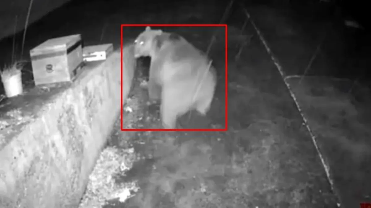 Trabzon yaylasında ilginç anlar: Ayıyı kaçıran anons sistemi kamerada