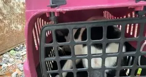 Avcılar’da yaralı kediyi itfaiye kurtardı