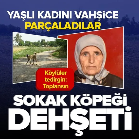 Adana’da sokak köpeği dehşeti! Yaşlı kadını parçaladılar