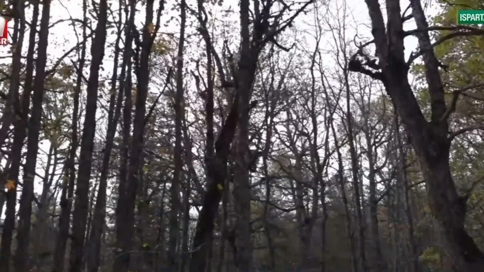 Dünya tek! Bu ormana girmek yasak