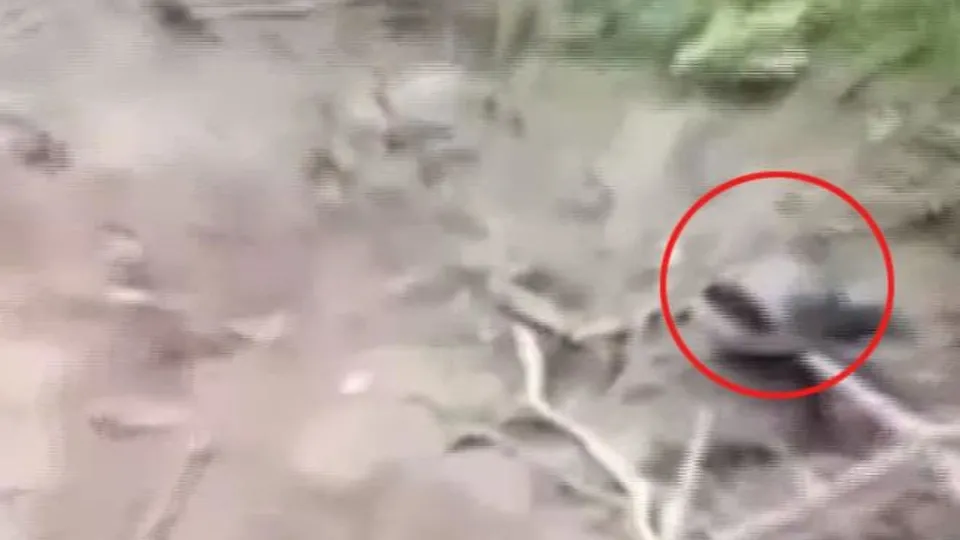 Ormanda dehşet! Tuvalete giden adam kaplana yem oldu