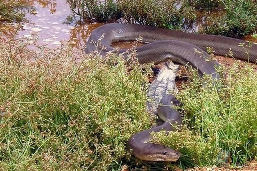Dev piton ile timsahın yaşam savaşı! O anlar böyle görüntülendi... 2