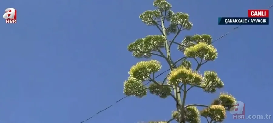 Agave Americana çiçeği Çanakkale Ayvacık'ta bulundu 13