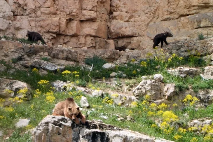 Köye inip kapı ve pencereleri yokladılar: Bir zile basamamış 🐻