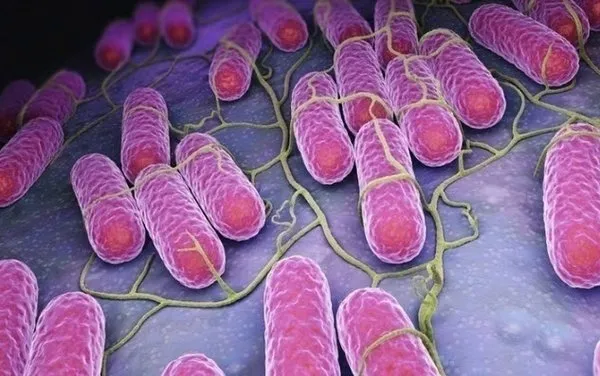 salmonella-vakalari-ferreroyu-vurdu-belcika-ve-luksemburg-sok-baskinlar-1654801413774.jpg Salmonella vakaları Ferrero'yu vurdu! Belçika ve Lüksemburg şok baskınlar - 1