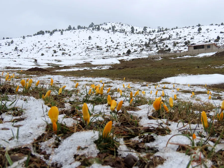 Toros Dağları'nda yaylalarda karlar erimeye başladı, çiçekler her yeri kapladı 8
